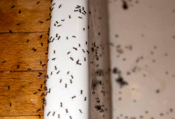 Best Bed Bug Extermination  in Pine Crest, TN